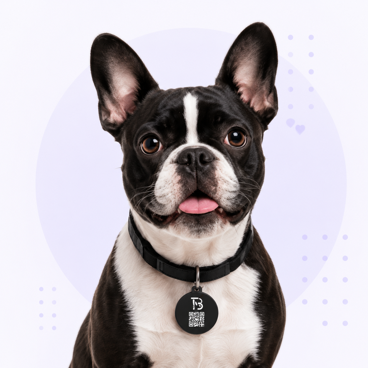 French bulldog wearing a TapBudi pet tag