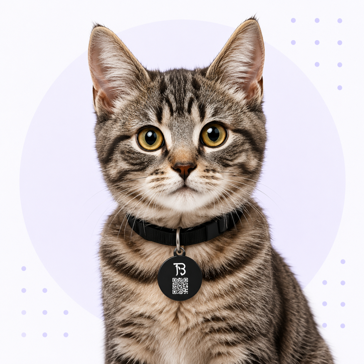 Cat wearing a TapBudi pet tag